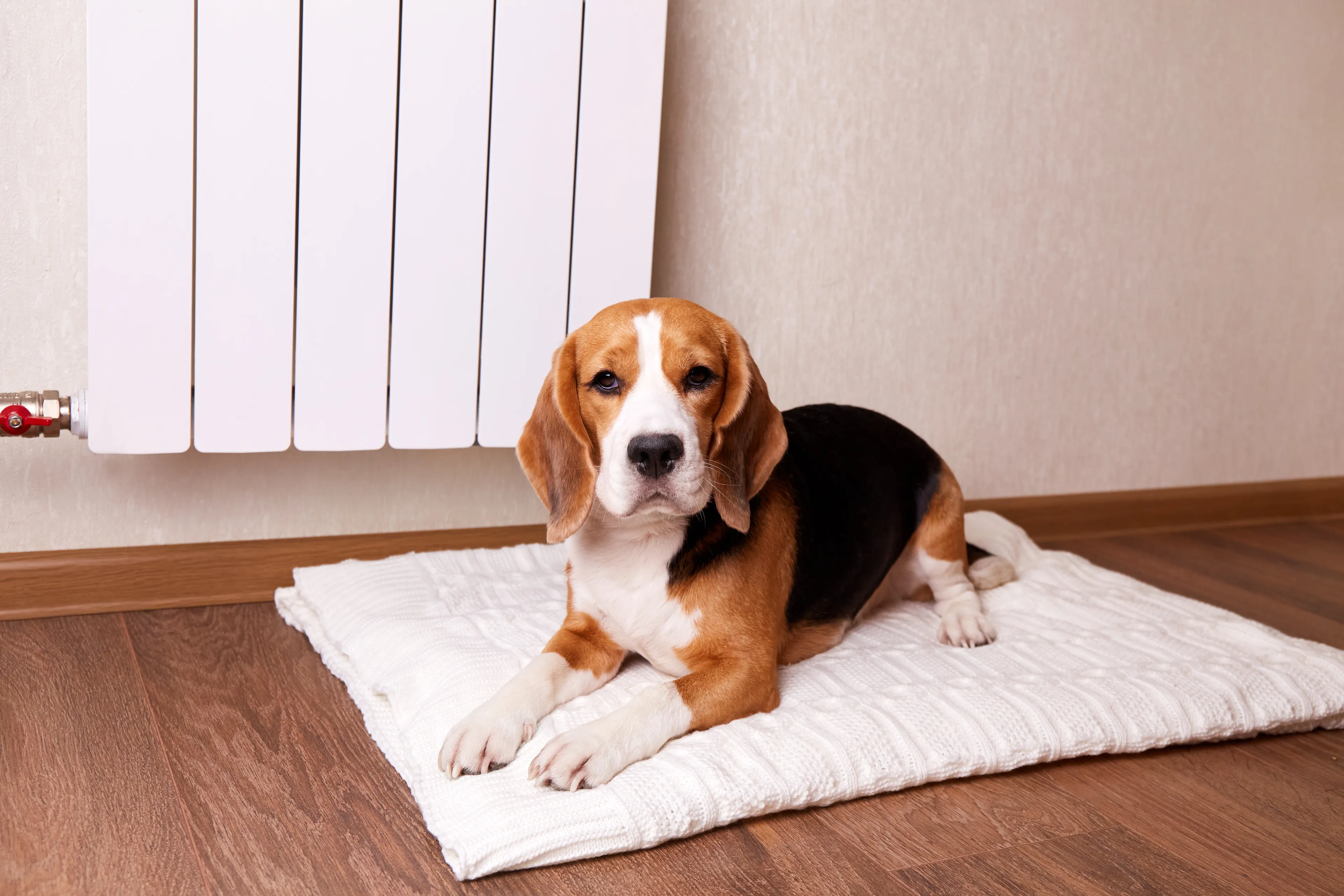 Hund liegt auf Decke vor Heizkörper und genießt die behagliche Wärme im Zuhause